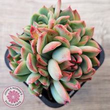 Load image into Gallery viewer, Echeveria agavoides 'Floridity'