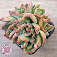 Load image into Gallery viewer, Echeveria agavoides 'Floridity'