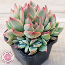 Load image into Gallery viewer, Echeveria agavoides 'Floridity'