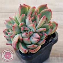 Load image into Gallery viewer, Echeveria agavoides 'Floridity'