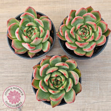 Load image into Gallery viewer, Echeveria agavoides 'Floridity'