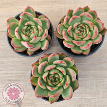 Load image into Gallery viewer, Echeveria agavoides 'Floridity'
