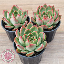 Load image into Gallery viewer, Echeveria agavoides 'Floridity'