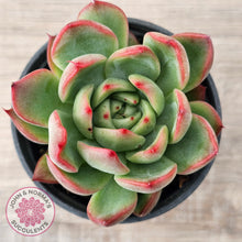 Load image into Gallery viewer, Echeveria agavoides 'Floridity'