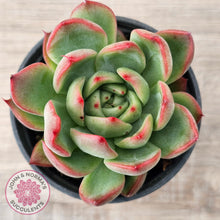 Load image into Gallery viewer, Echeveria agavoides 'Floridity'