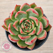 Load image into Gallery viewer, Echeveria agavoides 'Floridity'
