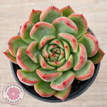 Load image into Gallery viewer, Echeveria agavoides 'Floridity'
