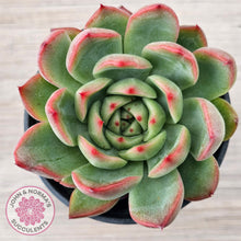 Load image into Gallery viewer, Echeveria agavoides 'Floridity'