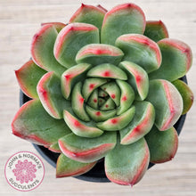 Load image into Gallery viewer, Echeveria agavoides 'Floridity'