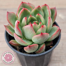 Load image into Gallery viewer, Echeveria agavoides 'Floridity'
