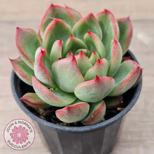 Load image into Gallery viewer, Echeveria agavoides 'Floridity'