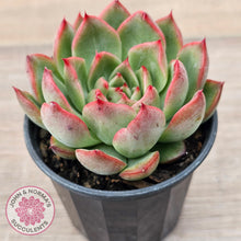 Load image into Gallery viewer, Echeveria agavoides 'Floridity'