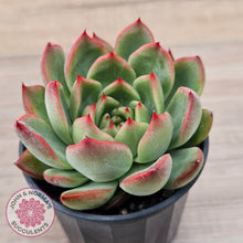 Load image into Gallery viewer, Echeveria agavoides 'Floridity'