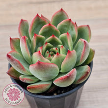 Load image into Gallery viewer, Echeveria agavoides 'Floridity'