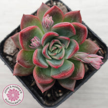 Load image into Gallery viewer, Echeveria agavoides 'Floridity'