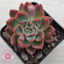 Load image into Gallery viewer, Echeveria agavoides 'Floridity'