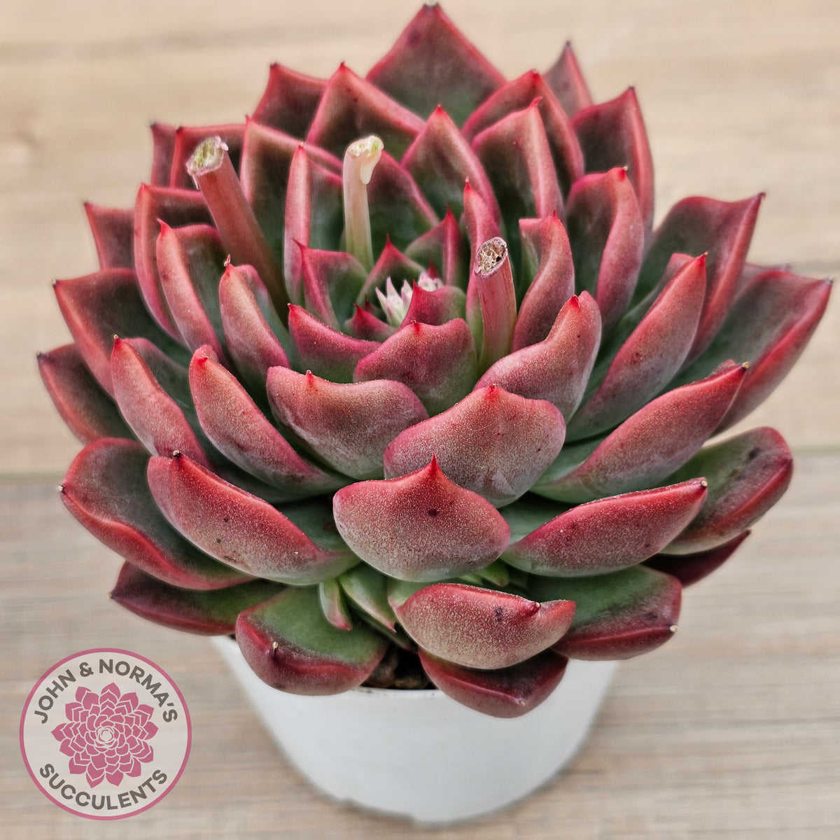 Echeveria agavoides 'Floridity' - 90mm, Same Plants