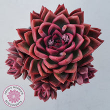 Load image into Gallery viewer, Echeveria agavoides 'Floridity'