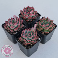 Load image into Gallery viewer, Echeveria agavoides 'Floridity'