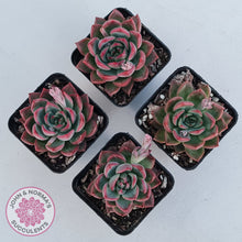 Load image into Gallery viewer, Echeveria agavoides 'Floridity'