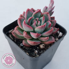 Load image into Gallery viewer, Echeveria agavoides 'Floridity'