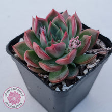 Load image into Gallery viewer, Echeveria agavoides 'Floridity'