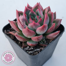 Load image into Gallery viewer, Echeveria agavoides 'Floridity'