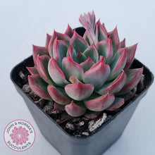 Load image into Gallery viewer, Echeveria agavoides 'Floridity'
