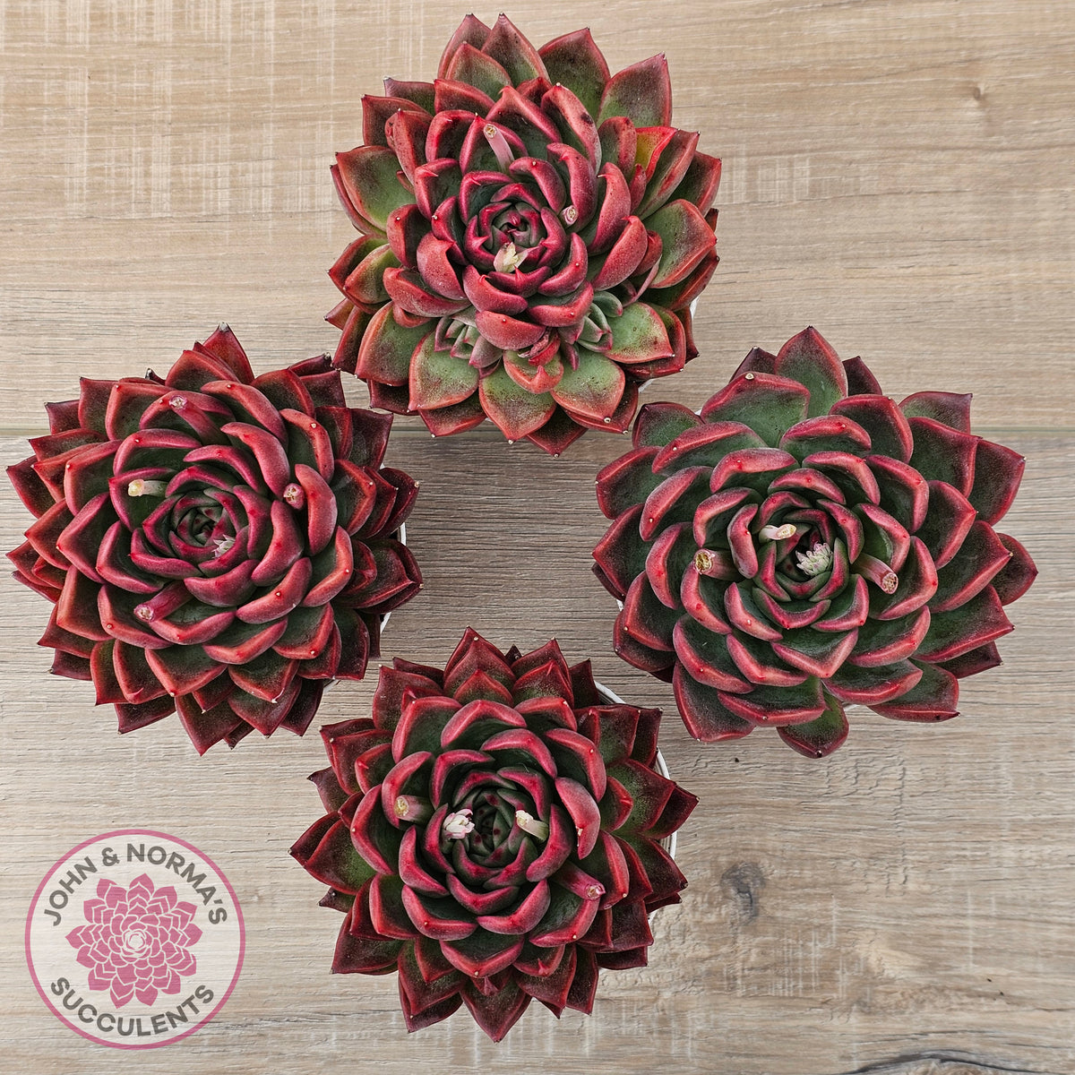 Echeveria agavoides 'Floridity' - 90mm, Same Plants
