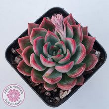 Load image into Gallery viewer, Echeveria agavoides 'Floridity'