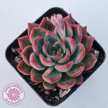 Load image into Gallery viewer, Echeveria agavoides 'Floridity'