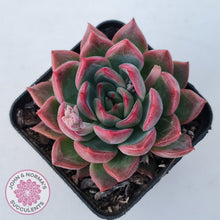Load image into Gallery viewer, Echeveria agavoides 'Floridity'