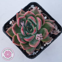 Load image into Gallery viewer, Echeveria agavoides 'Floridity'