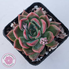 Load image into Gallery viewer, Echeveria agavoides 'Floridity'