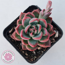 Load image into Gallery viewer, Echeveria agavoides 'Floridity'