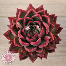 Load image into Gallery viewer, Echeveria agavoides 'Floridity' -  90mm, Same Plants