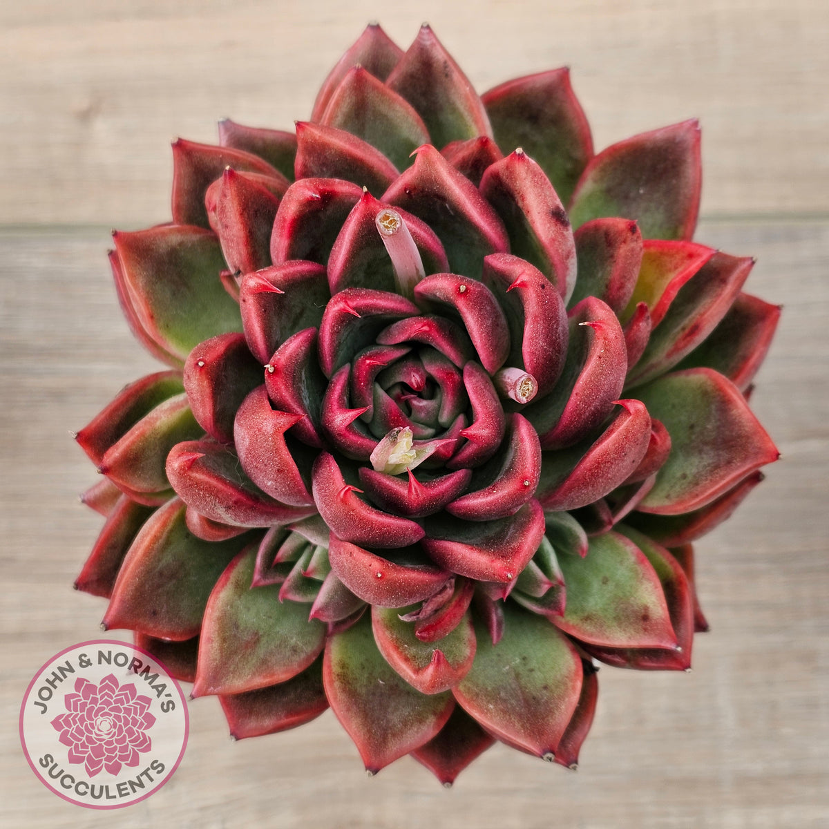 Echeveria agavoides 'Floridity' - 90mm, Same Plants