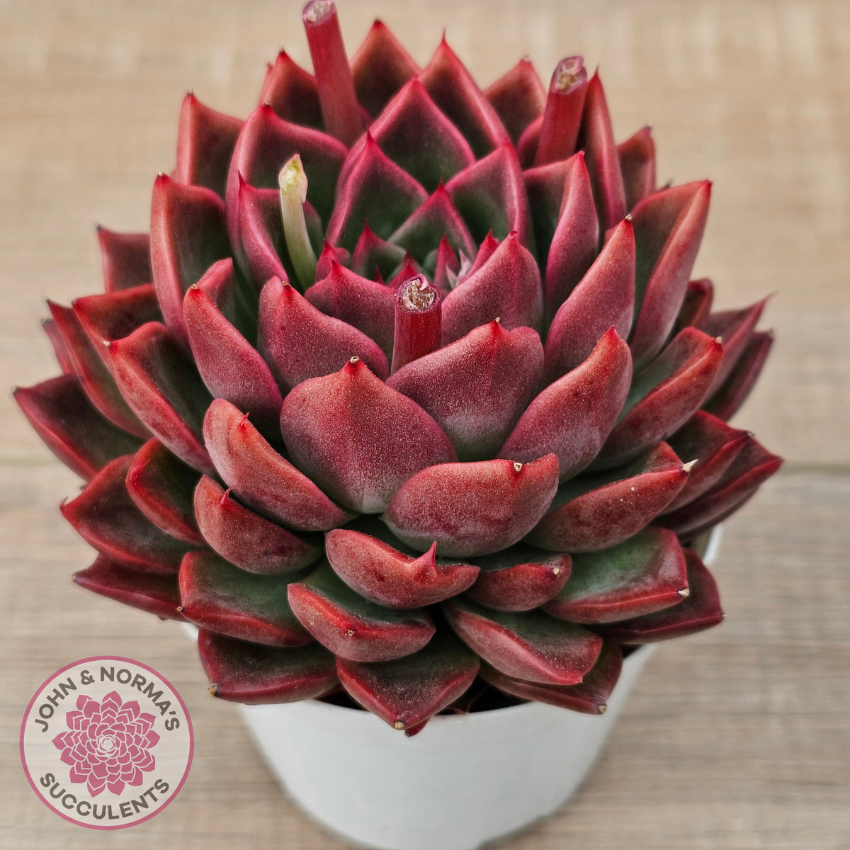 Echeveria agavoides 'Floridity' - 90mm, Same Plants