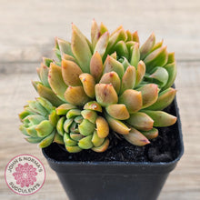 Load image into Gallery viewer, Echeveria agavoides 'Frank Reinelt' Crested