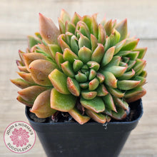 Load image into Gallery viewer, Echeveria agavoides 'Frank Reinelt' Crested