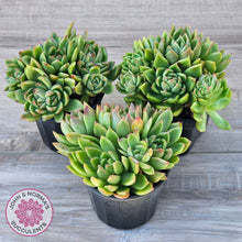 Load image into Gallery viewer, Echeveria agavoides 'Frank Reinelt' (multi)
