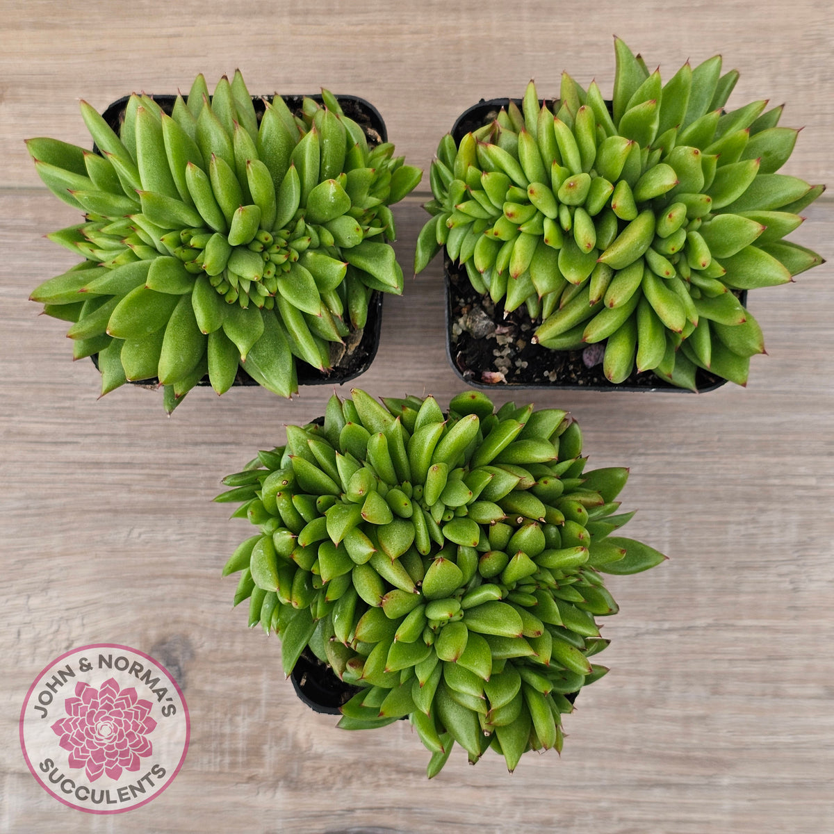 Echeveria agavoides 'Ike Soul' Crest