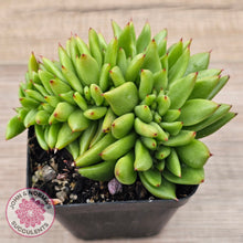 Load image into Gallery viewer, Echeveria agavoides 'Ike Soul' Crest