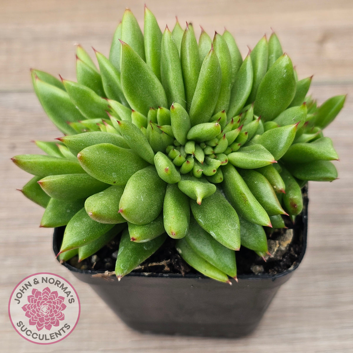 Echeveria agavoides 'Ike Soul' Crest