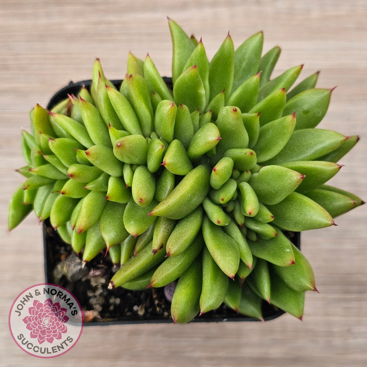Echeveria agavoides 'Ike Soul' Crest