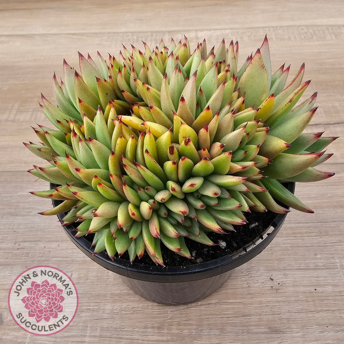 Echeveria agavoides 'Ike Soul' Crest - XL 125mm