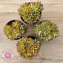 Load image into Gallery viewer, Echeveria agavoides 'Ike Soul' Crest - XL 125mm