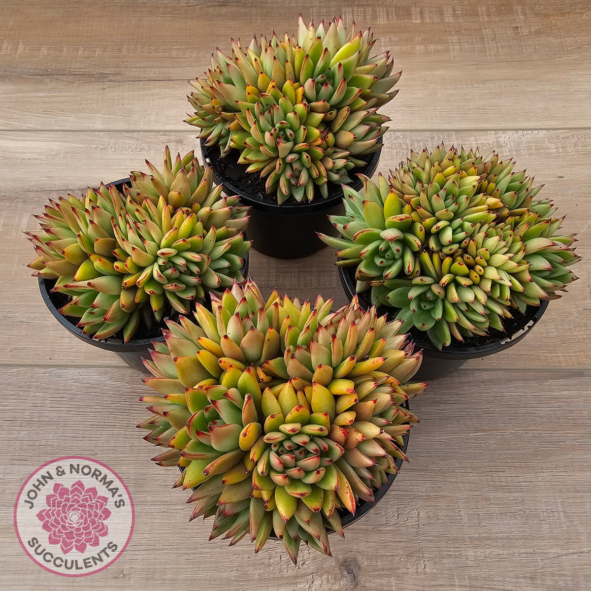 Echeveria agavoides 'Ike Soul' Crest - XL 125mm