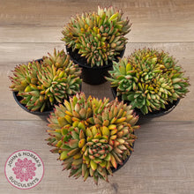 Load image into Gallery viewer, Echeveria agavoides 'Ike Soul' Crest - XL 125mm