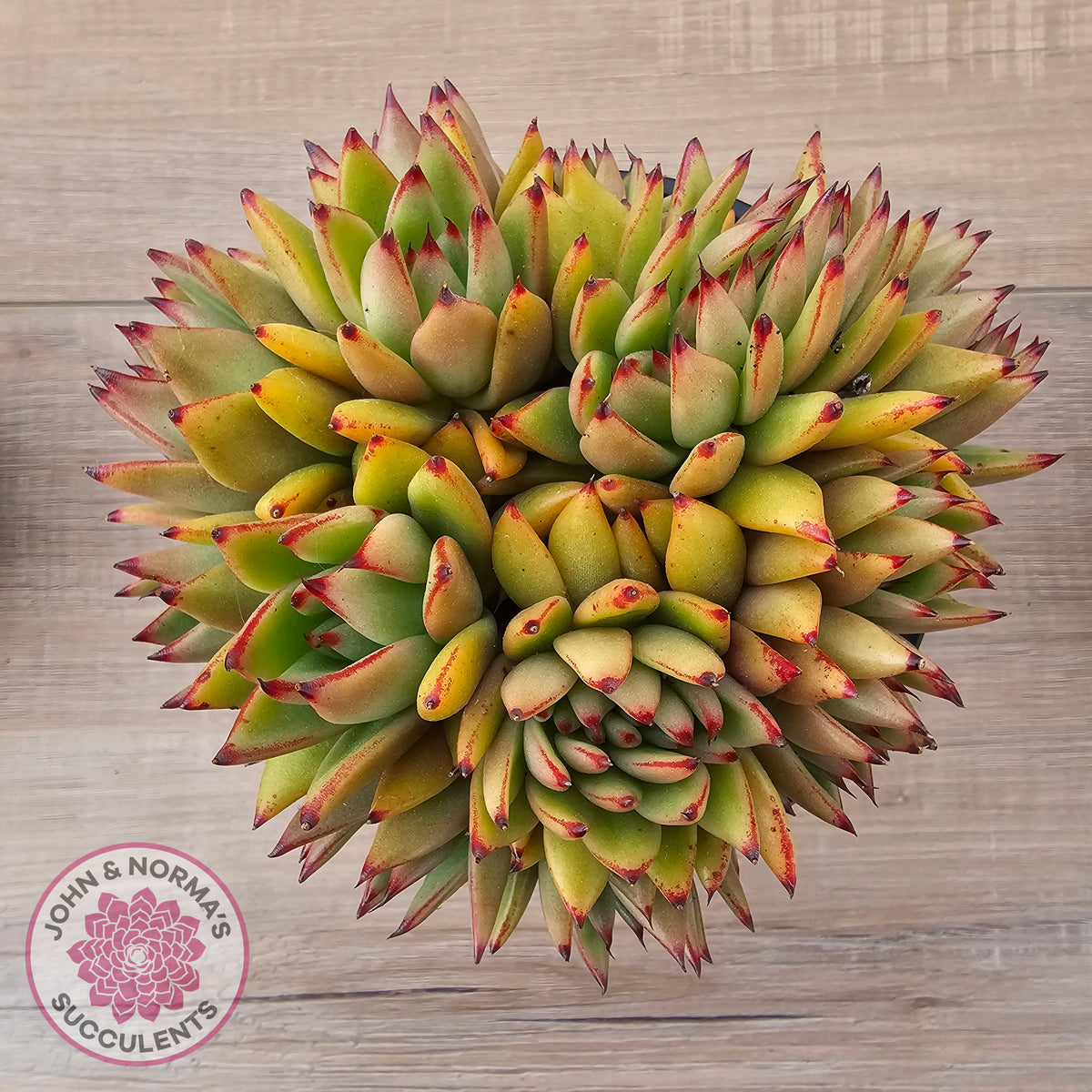 Echeveria agavoides 'Ike Soul' Crest - XL 125mm